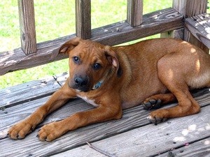 What Breed is My Dog?